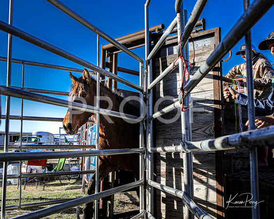 1st horse loads_at the chute_banner_Mandy-4