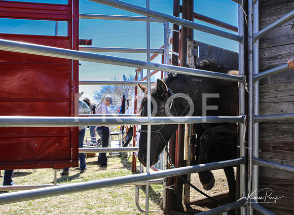 In the Chutes_Loading into Trailer_Englands-10