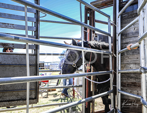 In the Chutes_Loading into Trailer_4 horses-17