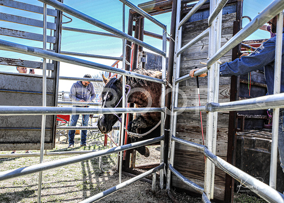 In the Chutes_Loading into Trailer_4 horses-18