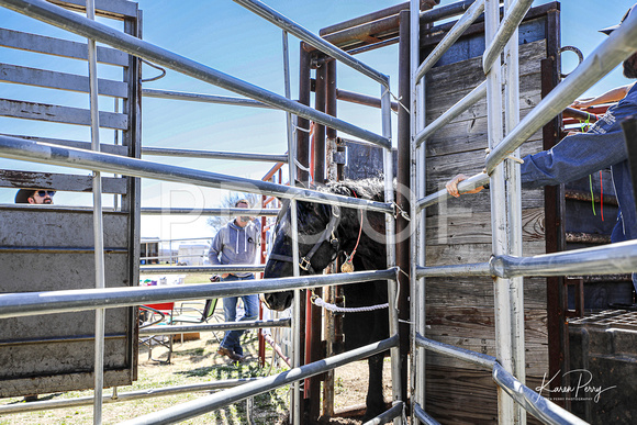 In the Chutes_Loading into Trailer_4 horses-16