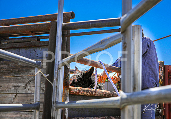 In the Chutes_Loading into Trailer_4 horses-15