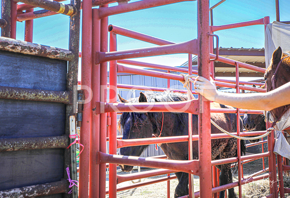 In the Chutes_Loading into Trailer_4 horses-14