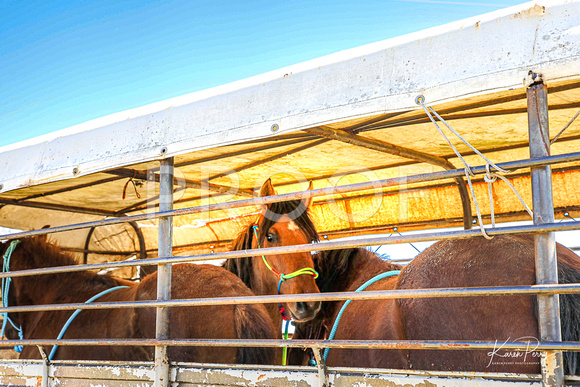 In the Chutes_Loading into Trailer_4 horses-11