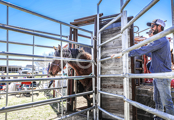 In the Chutes_Loading into Trailer_4 horses-8