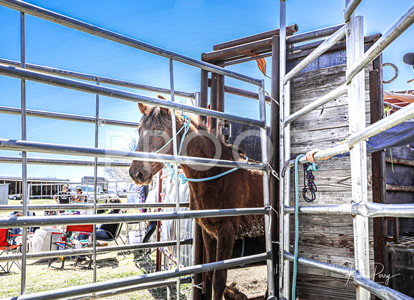 In the Chutes_Loading into Trailer_4 horses-4