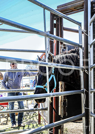 In the Chutes_Loading in the trailer_Kehoe & Craig