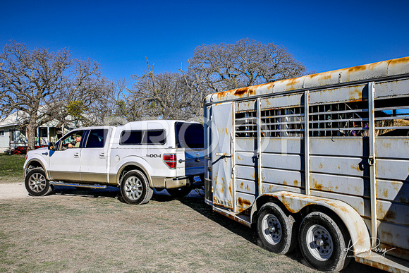 Grey Mare loaded & pulling out-2