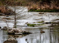 Guadalupe River_Great Blue Heron 20230319-_E3A1992-2