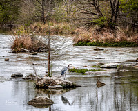 Great Blue Heron on the Guadalupe River-20230319