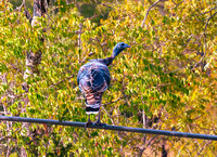 Turkeys in the back yard_09012023-2-6