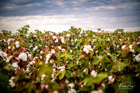 Cotton field_Haanz_2022-10-19-13