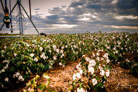 Cotton field_Haanz_2022-10-19-10
