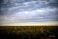 Cotton field_Haanz_2022-10-19-15