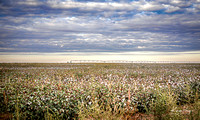 Cotton field_Haanz_2022-10-19-23