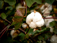 Cotton field_Haanz_2022-10-19-26