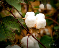 Cotton field_Haanz_2022-10-19-28
