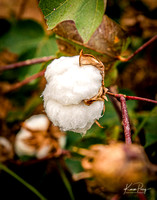 Cotton boll_Haanz_2022-10-19