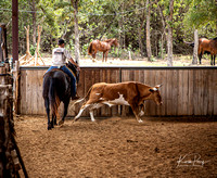 cow work_2022-05-21-12
